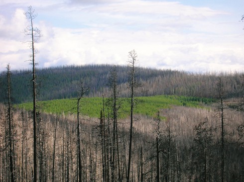 Derek Weidensee photo of clearcut surrounded by burned area