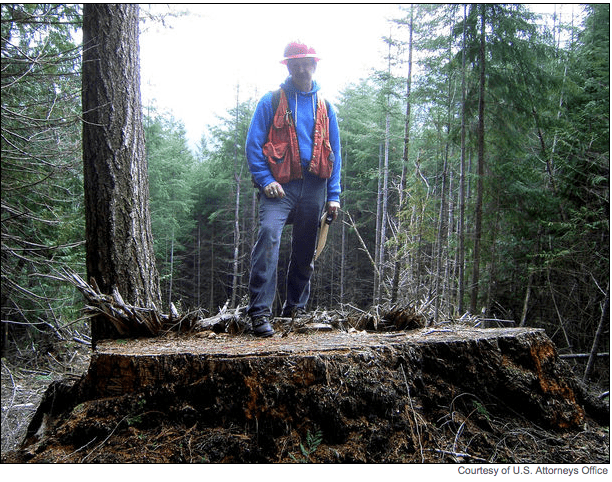 Jeffrey Penman, area measurement specialist with the U.S. Forest Service, stands on the giant stump of a stolen old-growth tree.