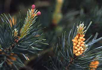 While daffodils and lilies of the season get the center stage at this time of year, the pine male and female flowers have their own classic beauty.