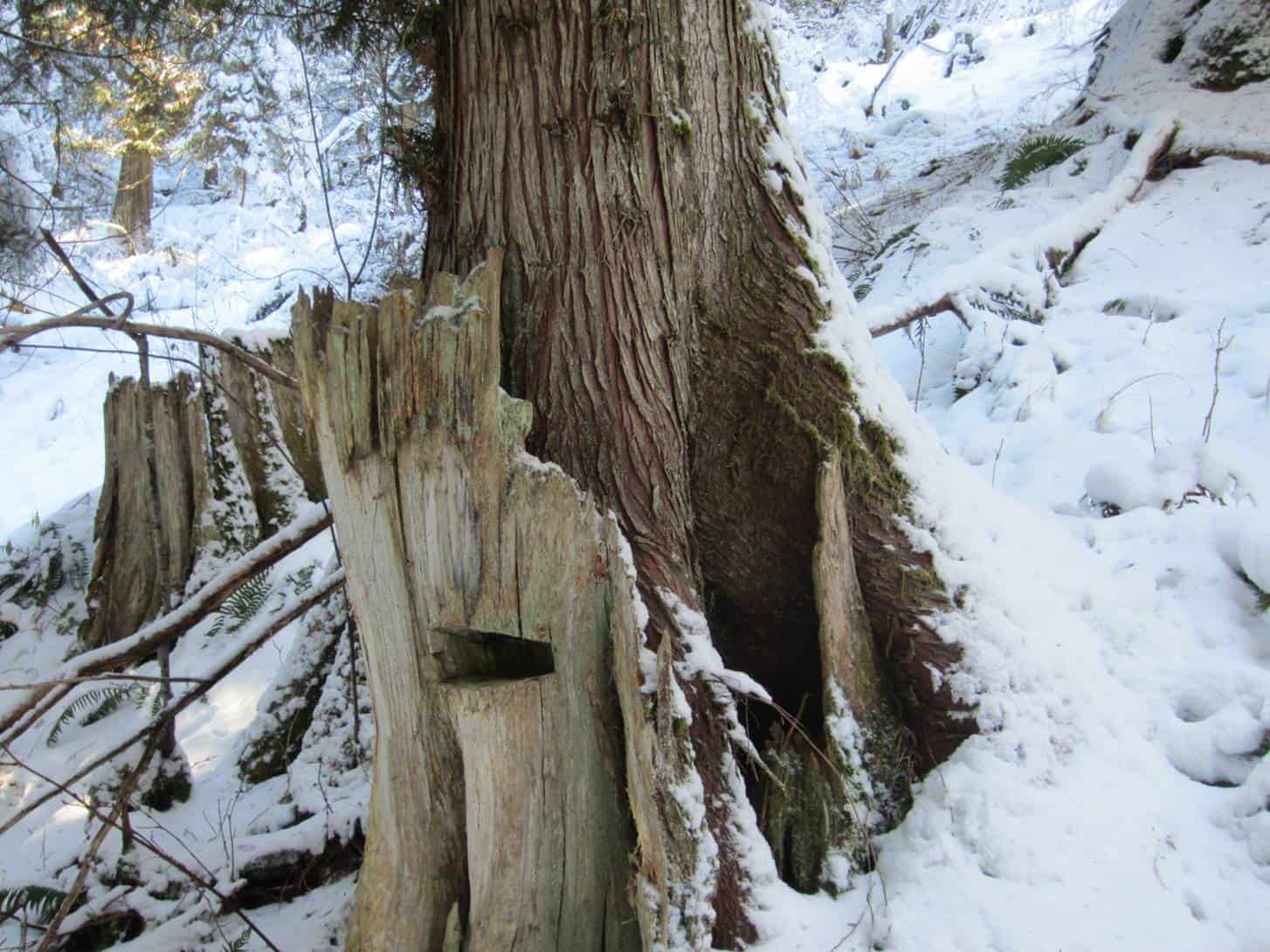 Cedar and Stump