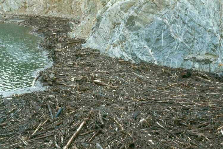 Organic debris and sediment were deposited in Strontia Springs Reservoir, which supplies drinking water to the cities of Denver and Aurora.  This debris came from two watersheds (Buffalo Creek and Spring Creek) burned by the 1996 Buffalo Creek Fire.  Associated with this debris was an increase in manganese, which increased the chlorine demand of water treated for municipal usage.  Photo by John A. Moody