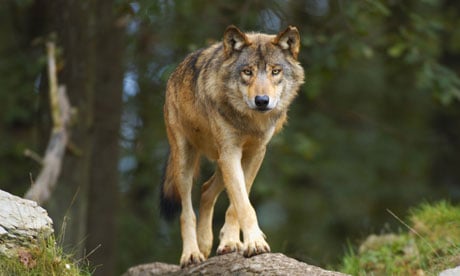The European gray wolf is steadily returning to much of its former range in western Europe. Photograph: Alamy