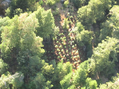 Aerial view of pot grow found on forest service land. An armed suspect was arrested. (HCSO)