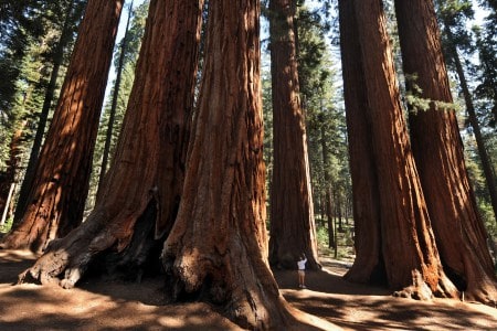 Sequoia National Park, California.