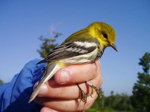 U.S. Forest Service research wildlife biologist Scott Stoleson set out to learn where forest interior birds spend time after breeding season and what kind of condition they are in leading up to migration. Black-throated green warblers like this one were abundant in harvested openings following the breeding season. (Credit: L. D. Ordiway)