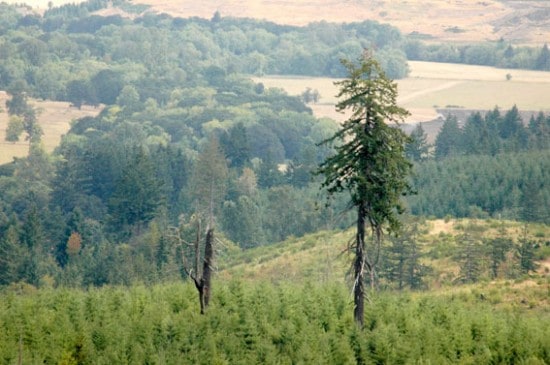 On working forestlands, the Oregon Forest Practices Act requires that some trees and snags be left behind during harvest for wildlife habitat purposes. Along with buffer zones along forest streams, road-building activities must be approved under law and water runoff after harvest from the state’s plentiful rainfall is closely monitored. (Photo courtesy Oregon Forest Resources Institute)  