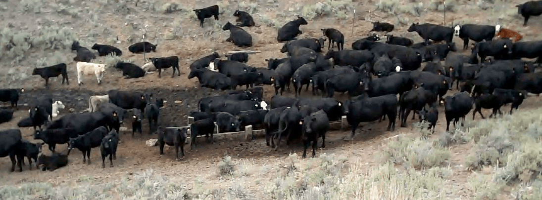 PEER: BLM Dumbing Down Reports on Livestock Range Conditions | The Smokey  Wire : National Forest News and Views
