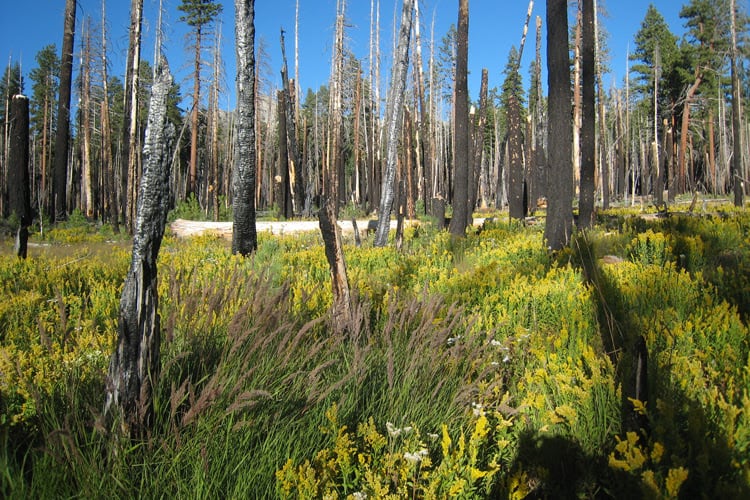 A severe fire cleared an area of forest in the Illilouette Creek Basin in Yosemite National Park, allowing it to become a wetland. Wetlands and meadows provide natural firebreaks that make the area less prone to catastrophic fires. Scott Stephens photo